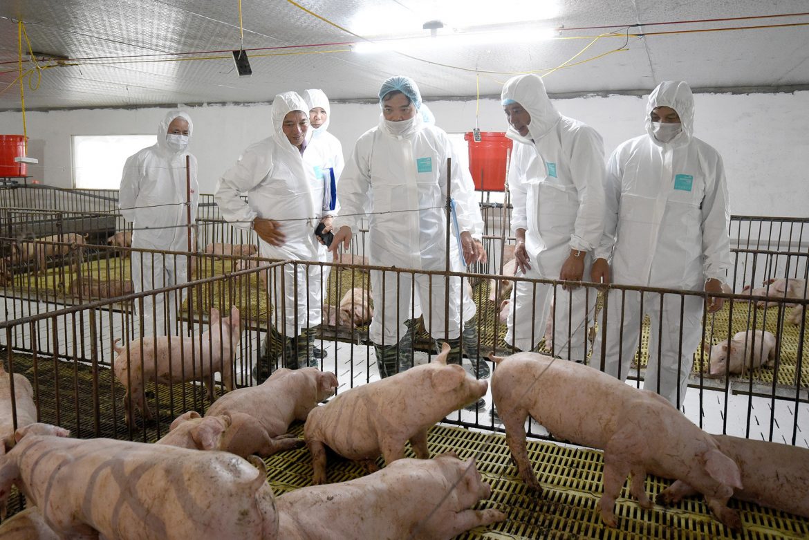 Trung Quốc tìm cách kiểm soát sự biến động của giá lợn hơi