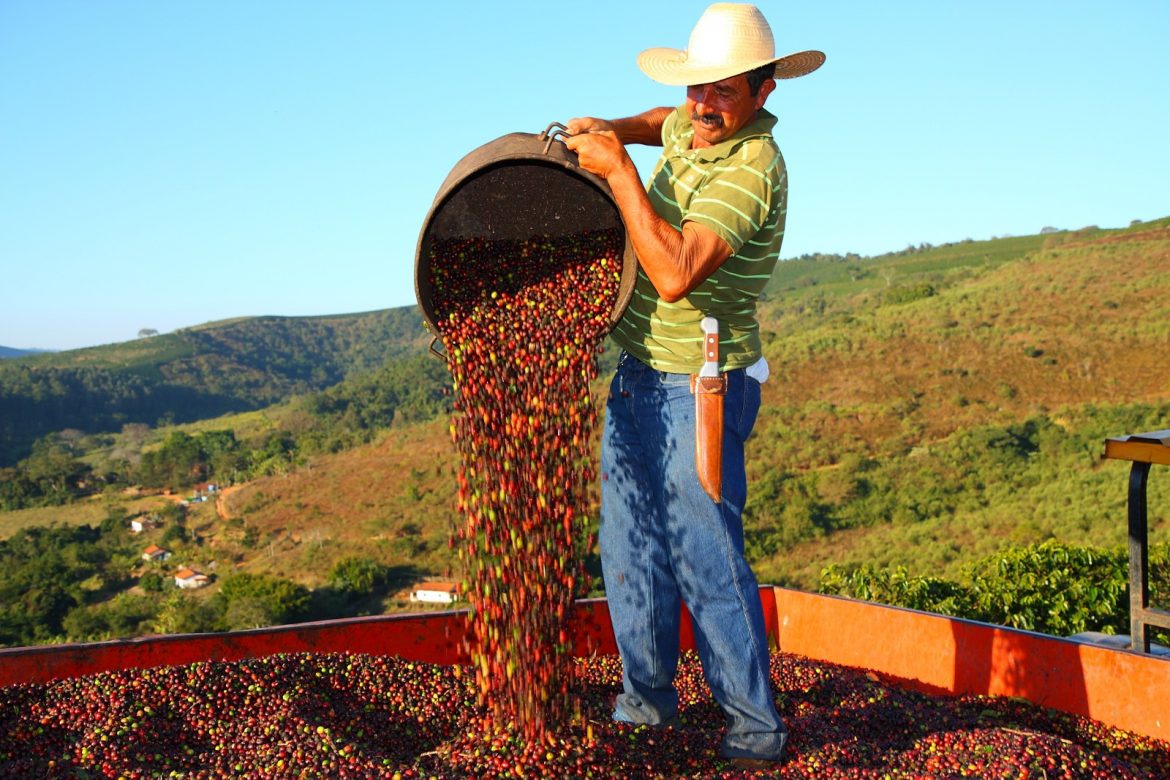 Kim ngạch xuất khẩu cà phê Brazil ghi nhận kỷ lục mới