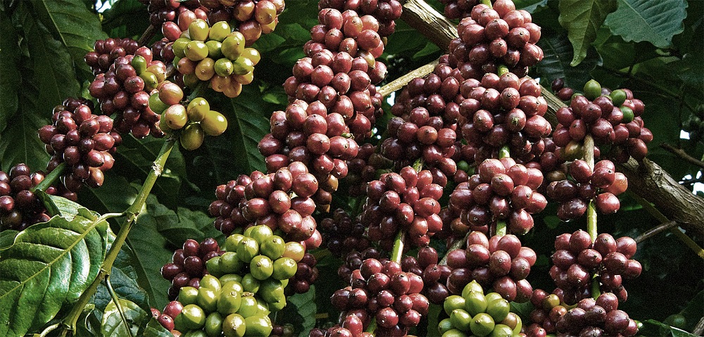 Tại Tây Nguyên, thời gian qua, nhiều hộ trồng cà phê đã thực hiện trồng xen canh